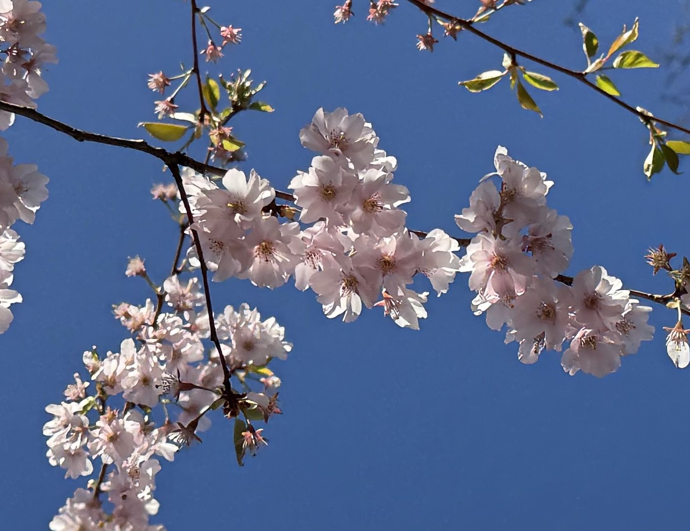 Frühlingsblüten – Sanfte Präsenz