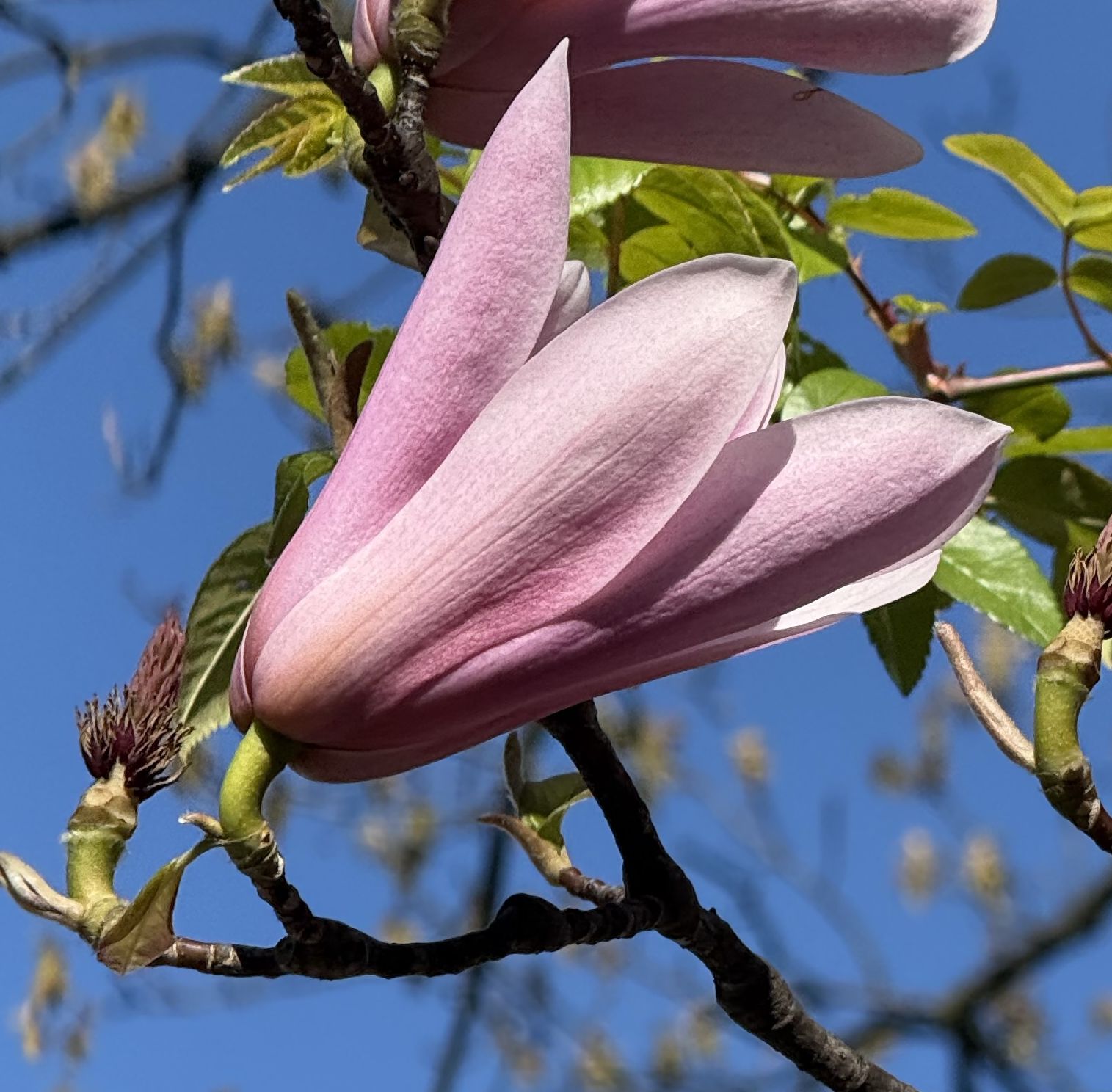 Magnolienblüte – Symbol für Ruhe und Entfaltung